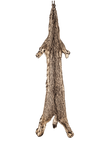 BOBCAT