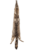 COYOTE