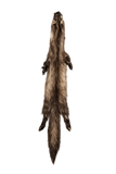 MARTEN