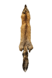 RED FOX
