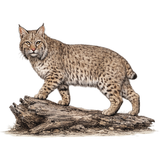 Pennsylvania Bobcat Trapping Bundle
