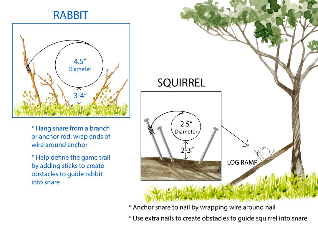 Setting Rabbit Snares North American Trapper® Dakotaline® Rabbit Snare | Premium Small Game ...