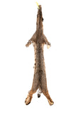BOBCAT