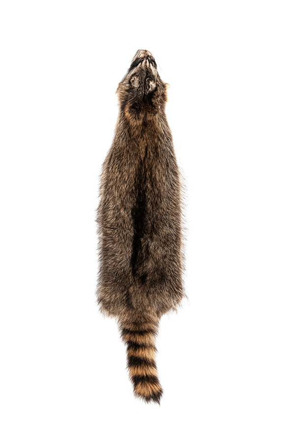 RACCOON