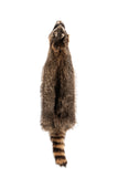 RACCOON