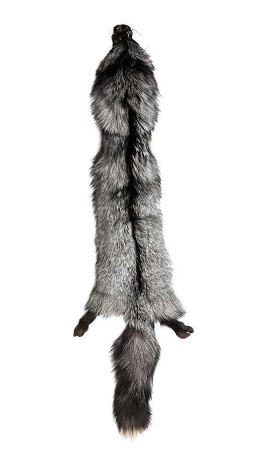 SILVER FOX